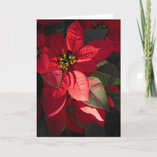 Hawaiian Poinsettia Feestdagen Kaart (Voorkant)