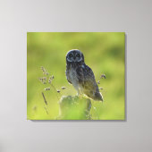 Hawaiian Pueo Canvas Afdruk (Voorkant)