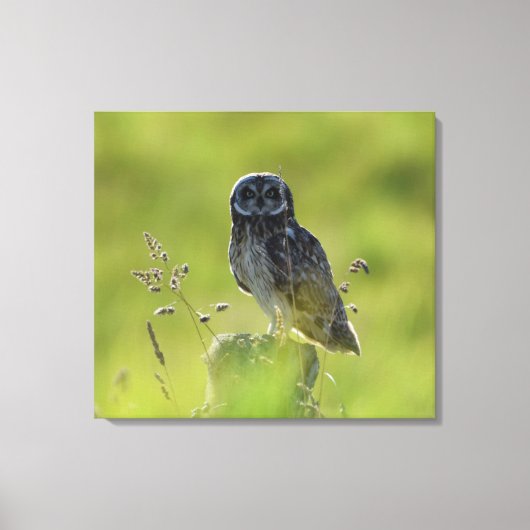 Hawaiian Pueo Canvas Afdruk (Voorkant)