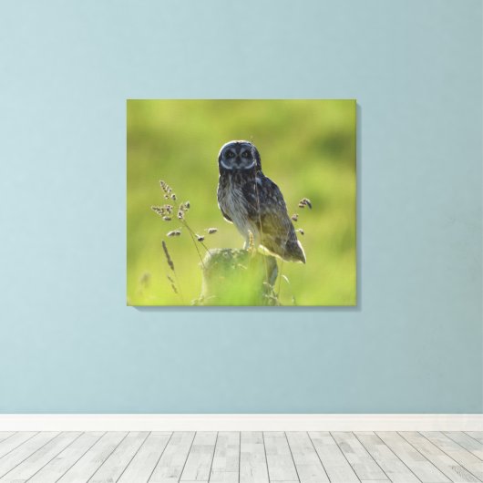 Hawaiian Pueo Canvas Afdruk (Insitu (Houten vloer))