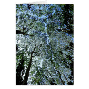 Hawaiian Rain Forest Canopy
