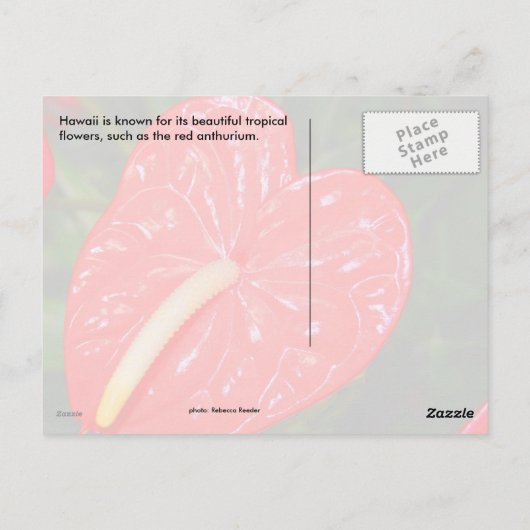Hawaiian Red Anthurium Flowers Briefkaart (Achterkant)
