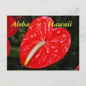 Hawaiian Red Anthurium Flowers Briefkaart (Voorkant)