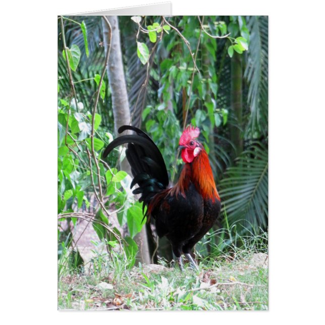 Hawaiian Rooster (Voorkant)