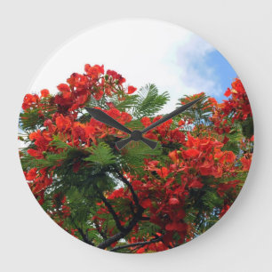 Hawaiian Royal Poinciana bloeiende boom Grote Klok