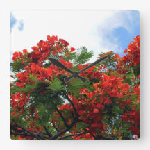 Hawaiian Royal Poinciana bloeiende boom