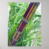 Hawaiian Sugar Cane Poster (Voorkant)