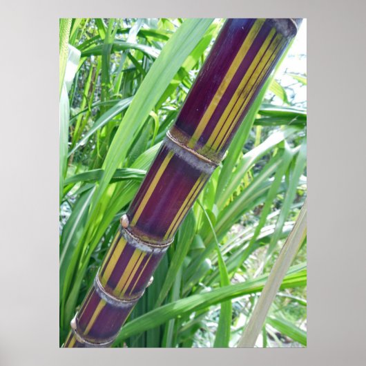 Hawaiian Sugar Cane Poster (Voorkant)