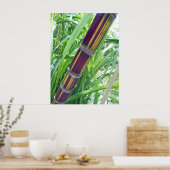 Hawaiian Sugar Cane Poster (Keuken)