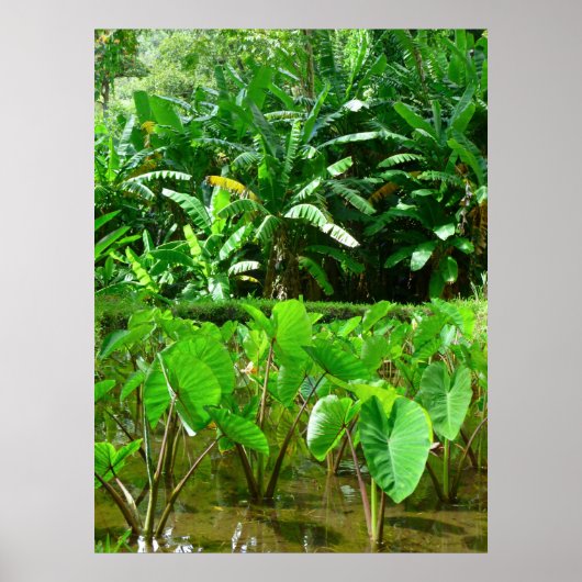 Hawaiian Taro Patch Poster (Voorkant)