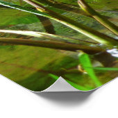 Hawaiian Taro Patch Poster (Hoek)