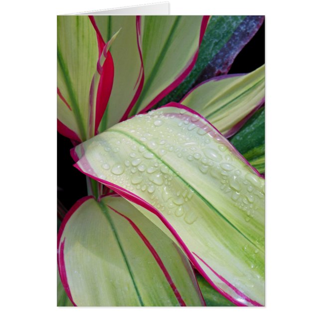 Hawaiian Ti Plant (Voorkant)