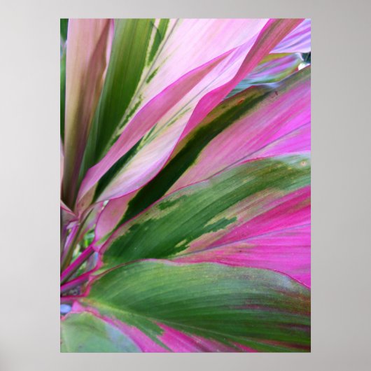 Hawaiian Ti Plant Poster (Voorkant)