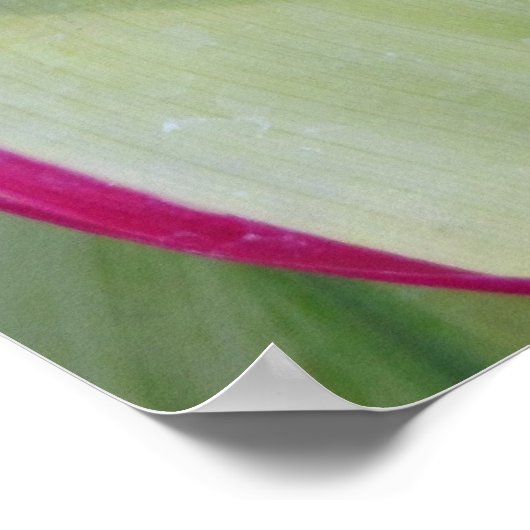 Hawaiian Ti Plant Poster (Hoek)