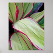 Hawaiian Ti Plant Poster (Voorkant)