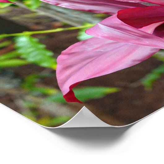 Hawaiian Ti Plant Poster (Hoek)