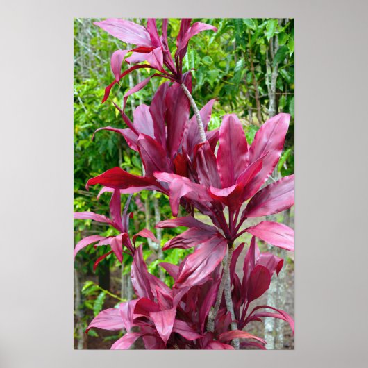 Hawaiian Ti Plant Poster (Voorkant)