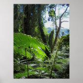 Hawaiian Tree Ferns Poster (Voorkant)