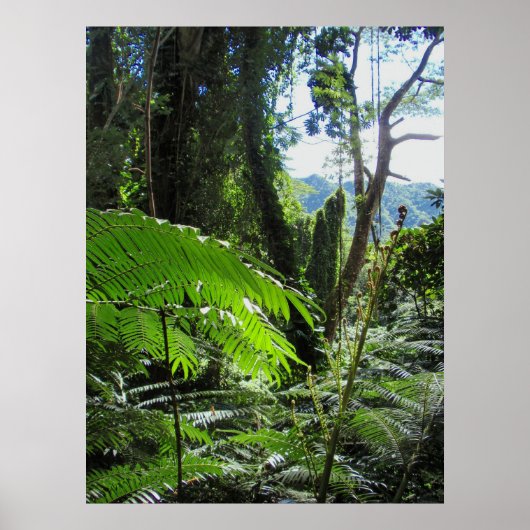 Hawaiian Tree Ferns Poster (Voorkant)