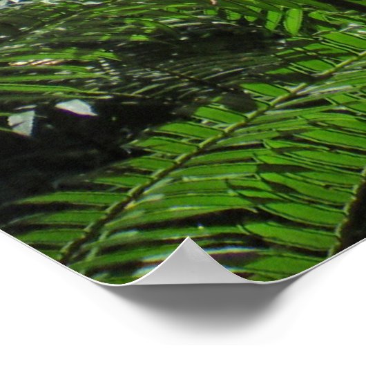 Hawaiian Tree Ferns Poster (Hoek)