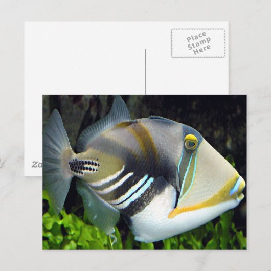 Hawaiian Tropical Fish Briefkaart (Voorkant / Achterkant)