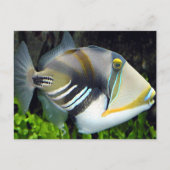 Hawaiian Tropical Fish Briefkaart (Voorkant)