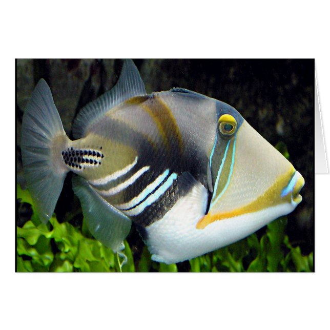 Hawaiian Tropical Fish Kaart (Voorkant Horizontaal)