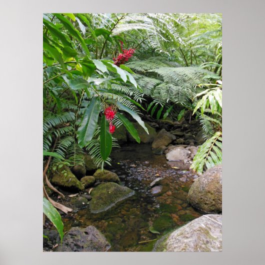 Hawaiian Tropical Stream Poster (Voorkant)