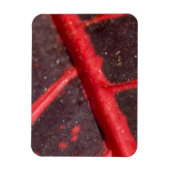 Hawaiian Variegated Red Leaf Magneet (Verticaal)