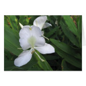 Hawaiian White Ginger Flower (Voorkant Horizontaal)