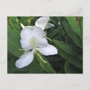 Hawaiian White Ginger Flower Briefkaart