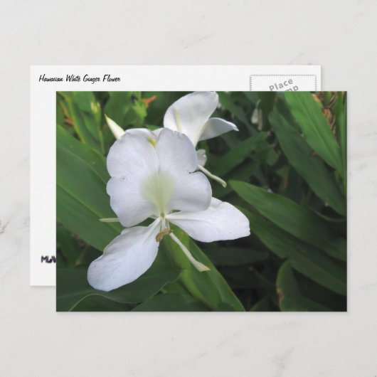 Hawaiian White Ginger Flower Briefkaart (Voorkant / Achterkant)
