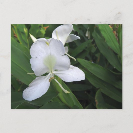 Hawaiian White Ginger Flower Briefkaart (Voorkant)