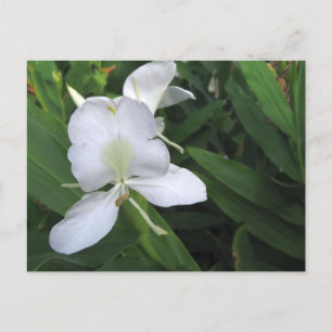 Hawaiian White Ginger Flower Briefkaart