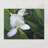 Hawaiian White Ginger Flower Briefkaart (Voorkant)