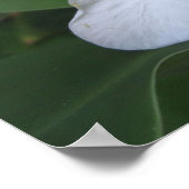 Hawaiian White Ginger Flower Poster (Hoek)