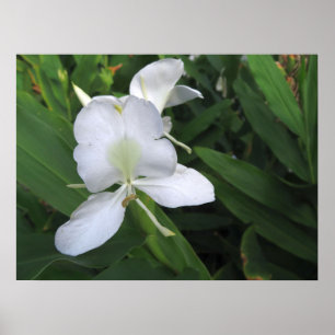 Hawaiian White Ginger Flower Poster