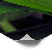 Hawaiian White Ginger Poster (Hoek)