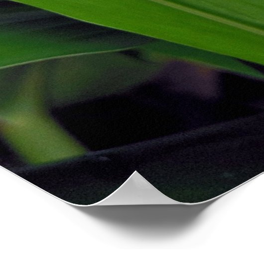 Hawaiian White Ginger Poster (Hoek)