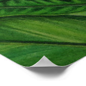 Hawaiian White Ginger Poster (Hoek)