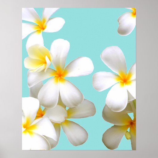 Hawaiian white plumeria flower blue poster (Voorkant)