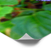 Hawaiian Wild Flowers Poster (Hoek)