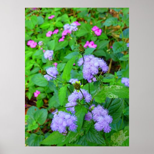 Hawaiian Wild Flowers Poster (Voorkant)