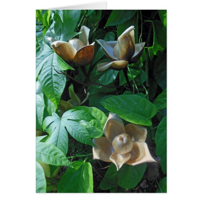 Hawaiian Woodrose (Voorkant)