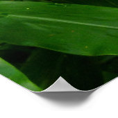 Hawaiian Yellow Ginger Poster (Hoek)