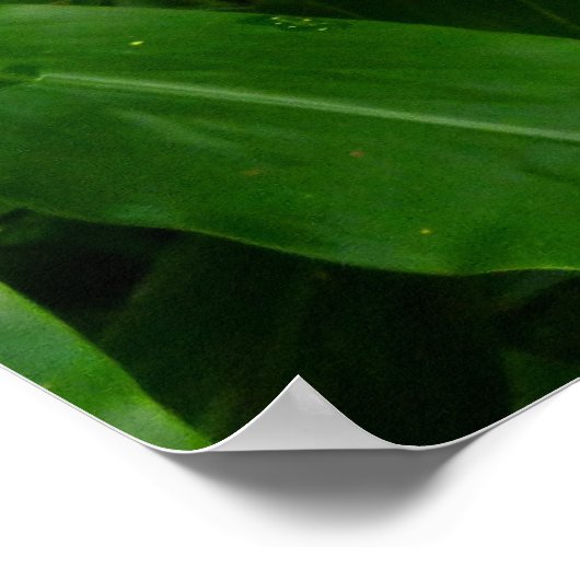 Hawaiian Yellow Ginger Poster (Hoek)