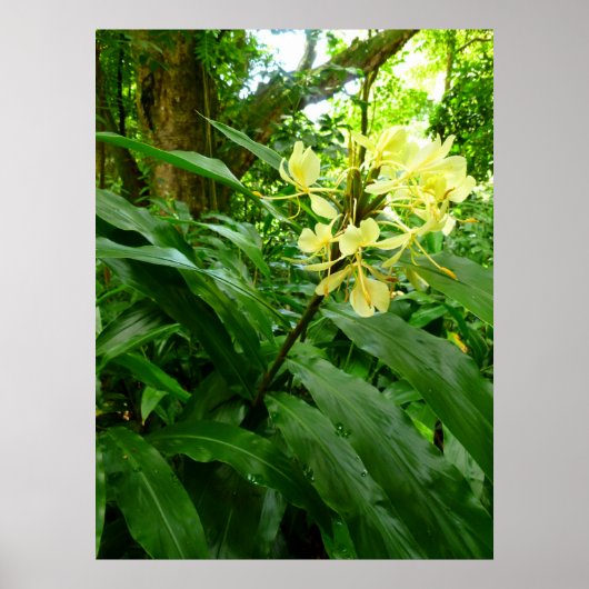 Hawaiian Yellow Ginger Poster (Voorkant)