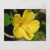 Hawaiian Yellow Hibiscus Botanische Fotografie Briefkaart (Voorkant)