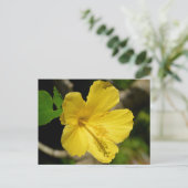 Hawaiian Yellow Hibiscus Botanische Fotografie Briefkaart (Staand voorkant)