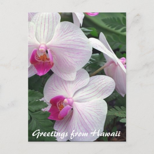 hawaiitische orchideeën briefkaart (Voorkant)